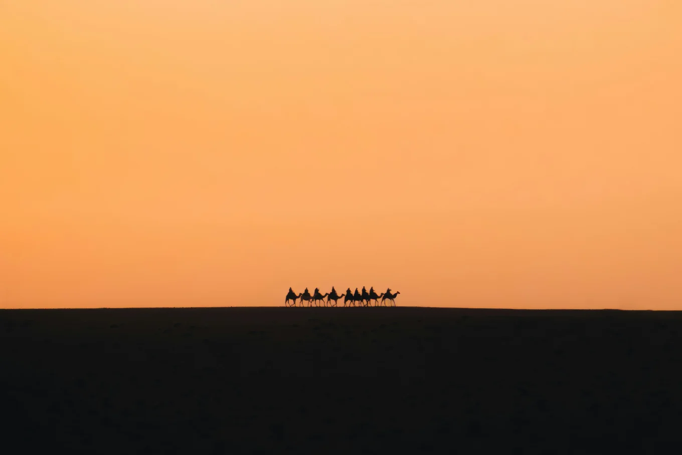 A high-contrast, zoomed out image of nine camels with riders silouetted against a sunset-coloured sky.